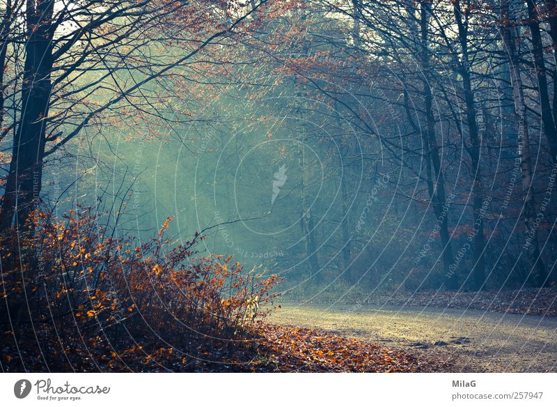 Novemberlicht ruhig Meditation Spaziergang Natur Sonnenlicht Herbst Winter Wald Waldlichtung Wege & Pfade Erholung leuchten blau gold Glück Glaube Hoffnung