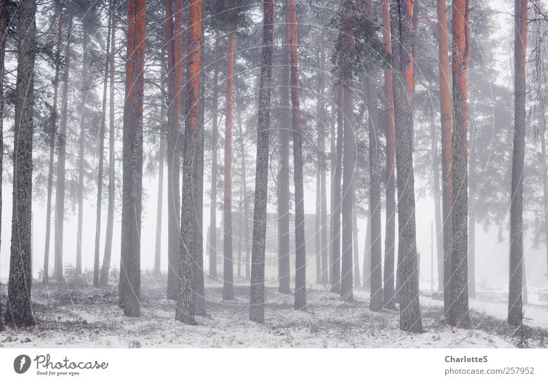 Tåke Haus Traumhaus Garten Natur Luft Wassertropfen Winter Klima Nebel Eis Frost Schnee Schneefall Nebelbank Nadelwald Kiefer Fichte Nadelbaum Baum Baumrinde