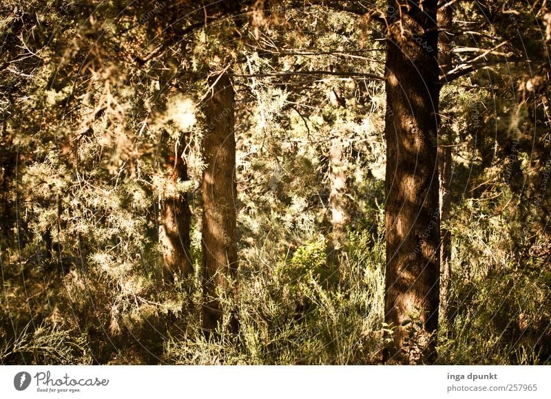 Waldblick Umwelt Natur Landschaft Pflanze Sommer Herbst Baum Wildpflanze Nadelwald Israel Naher und Mittlerer Osten gruselig trocken Wärme braun grün erleben