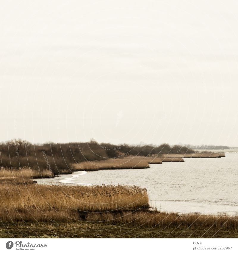 Deichblicke II Umwelt Natur Landschaft Pflanze Tier Herbst Winter Sträucher Küste Seeufer Speicherkoog Dithmarschen Schleswig-Holstein Meldorf Naturschutzgebiet