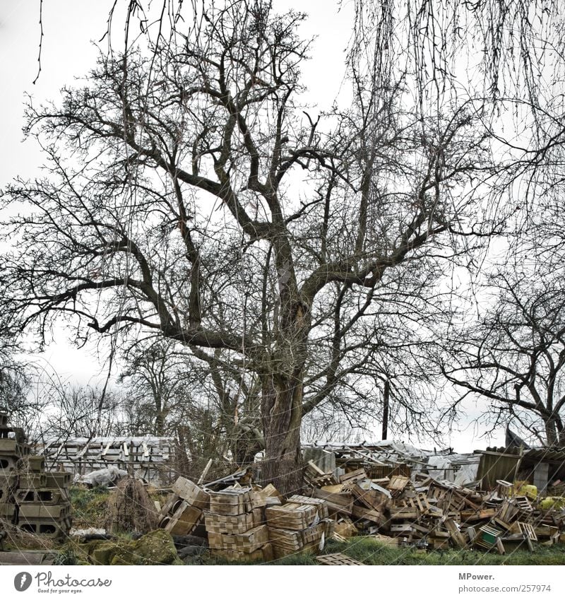 Umweltsch(m)utz II Natur Herbst Pflanze Baum dreckig trist grau bequem ignorant Kiste Holz Müll Umweltverschmutzung Umweltschutz Umweltsünder Umweltschaden karg