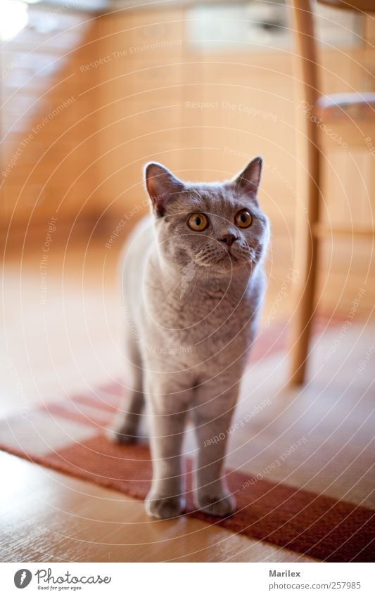 Unser Süßer Tier Haustier Katze 1 stehen kuschlig niedlich schön Farbfoto Innenaufnahme Nahaufnahme Detailaufnahme Tag Licht Sonnenlicht Unschärfe