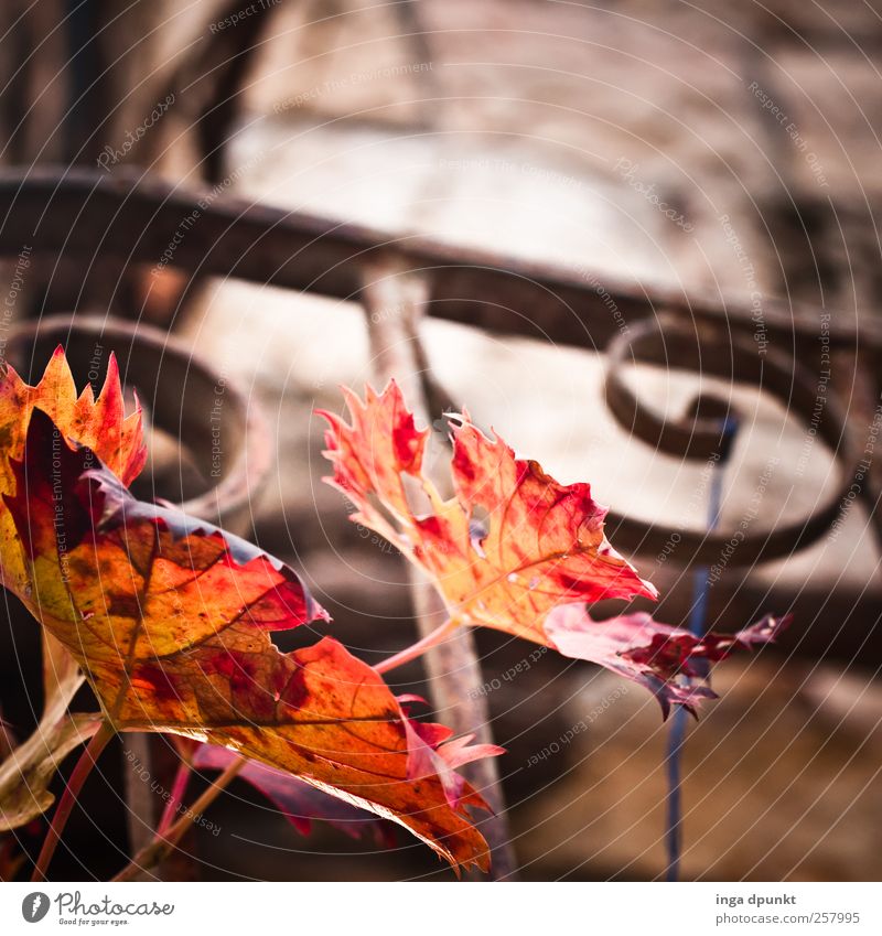 Herbstranke Umwelt Natur Pflanze Blatt Grünpflanze Wildpflanze Ranke Herbstlaub Herbstlandschaft Laubverfärbung Garten Park Mauer Wand Treppe Balkon Geländer