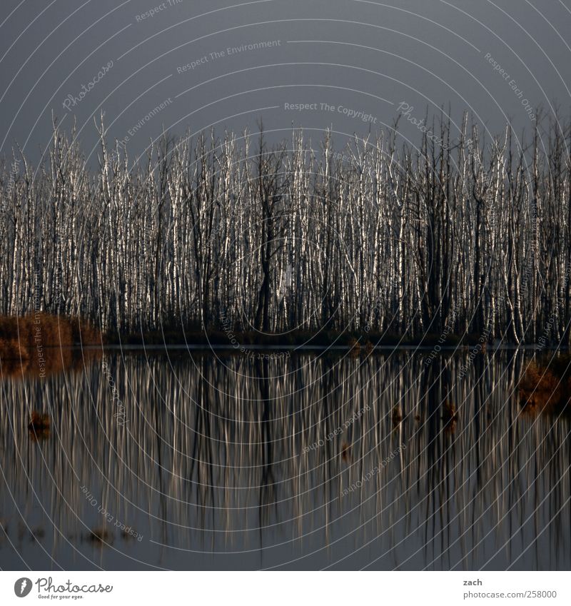 Stammesversammlung Natur Landschaft Pflanze Wasser Wolken Herbst Winter Nebel Regen Baum Birke Baumstamm Wald Küste Seeufer verblüht Wachstum dunkel