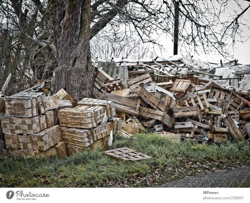 Umweltsch(m)utz III Natur Herbst Pflanze Baum dreckig trist grau bequem ignorant Kiste Holz Müll Umweltverschmutzung Umweltschutz Umweltsünder Umweltschaden