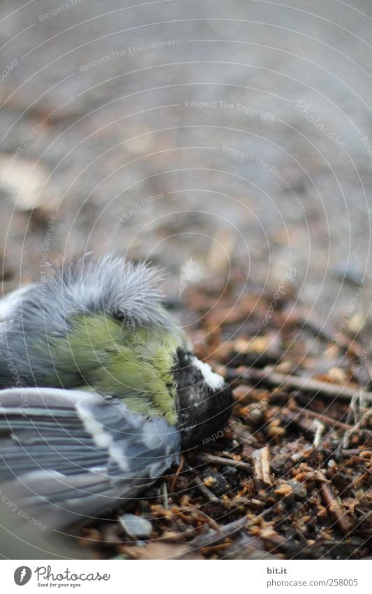 Abwärtsstrudel Umwelt Natur Tier Totes Tier Vogel Flügel 1 drehen liegen dreckig braun Traurigkeit Trauer Tod Schmerz gefährlich Ende Vergänglichkeit verlieren