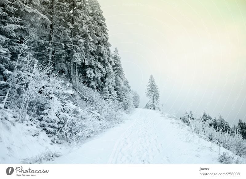 Ist der Weg zu Ende Landschaft Himmel Wolken Winter Wetter Schnee Wege & Pfade kalt blau gelb grün schwarz weiß Farbfoto Außenaufnahme Menschenleer Tag