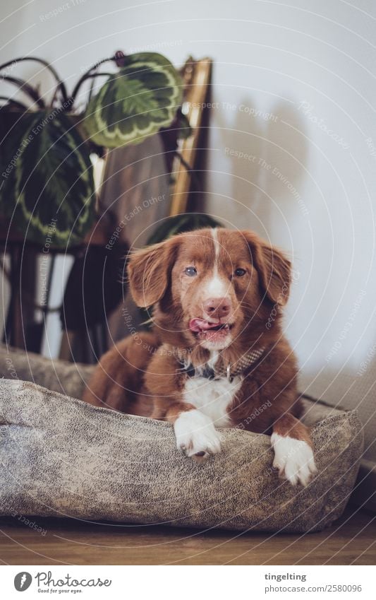 Hunger Natur Pflanze Blatt Grünpflanze Tier Haustier Hund Tiergesicht Fell Pfote 1 liegen Blick schlafen braun grün rosa rot weiß