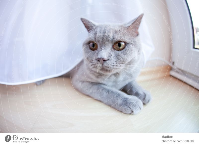 Katze + Schleier Tier Haustier 1 beobachten liegen Blick träumen Traurigkeit warten Farbfoto Gedeckte Farben Innenaufnahme Nahaufnahme Menschenleer Tag Licht