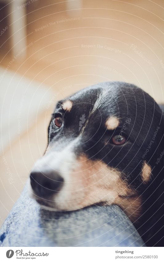 Es ist Zeit Natur Hose Jeanshose Tier Haustier Hund Tiergesicht Fell 1 beobachten Blick blau orange schwarz Appenzeller Sennenhund betteln warten geduldig