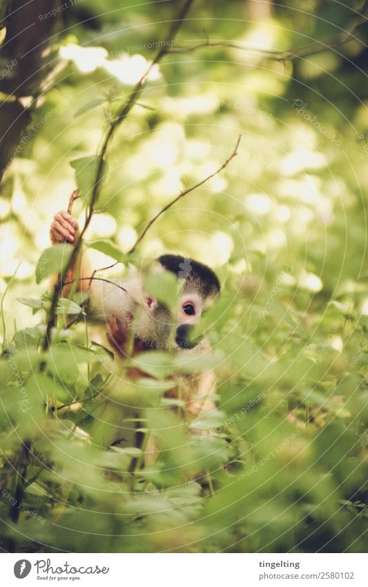 versteckt Natur Landschaft Pflanze Sonne Sommer Schönes Wetter Baum Sträucher Blatt Grünpflanze exotisch Wald Urwald Tier Wildtier Tiergesicht Fell Zoo