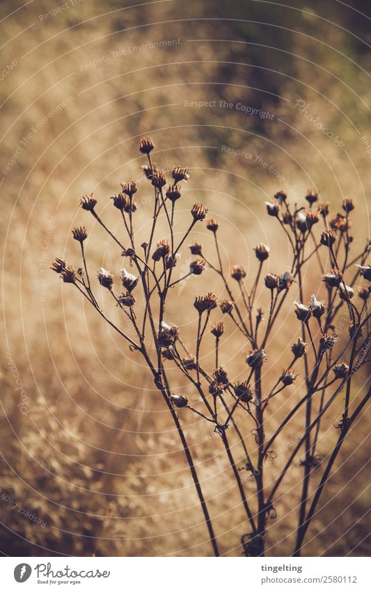 trocken Umwelt Natur Landschaft Sonnenlicht Schönes Wetter Pflanze Wildpflanze Wiese Feld Blühend leuchten verblüht dehydrieren braun gelb gold grün schwarz