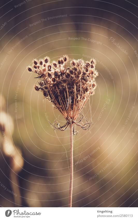 Unkraut vergeht nicht Umwelt Natur Pflanze Dürre Wildpflanze Wiese Feld nah trocken braun grün Spinnennetz Kugel Samen vertrocknet verblüht stachelig Farbfoto