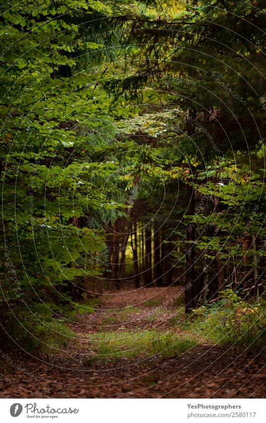 Waldgasse mit umgestürzten Blättern Umwelt Natur Landschaft Herbst Baum Blatt entdecken dunkel Gasse Regie Ökosystem leer fallen umgefallene Blätter Fußweg