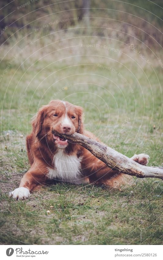 Kauzeug Natur Wiese Tier Haustier Hund Tiergesicht Fell Krallen Pfote 1 Essen Fressen orange rot grün Kauen Stock Ast Stadt Holz Zahnpflege