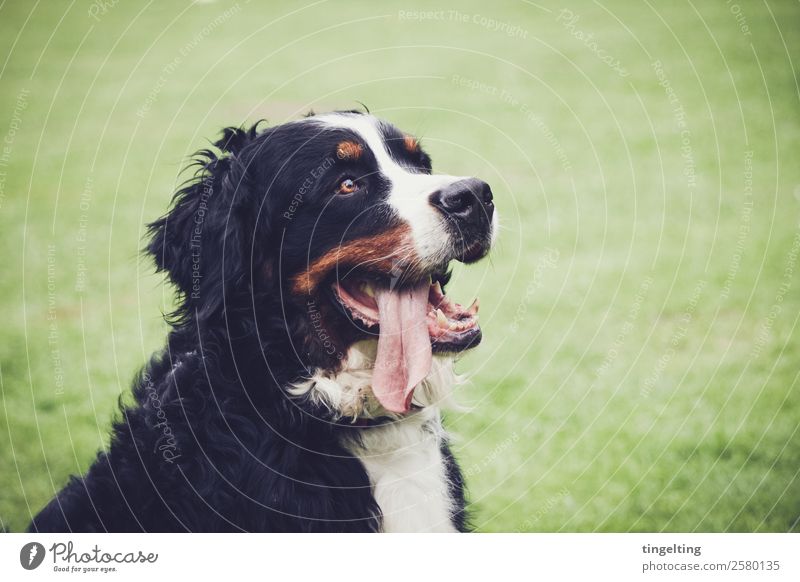 erwartungsvoll Natur Wiese Tier Haustier Hund Tiergesicht Fell 1 beobachten lachen Blick warten Fröhlichkeit groß lustig braun grün orange schwarz