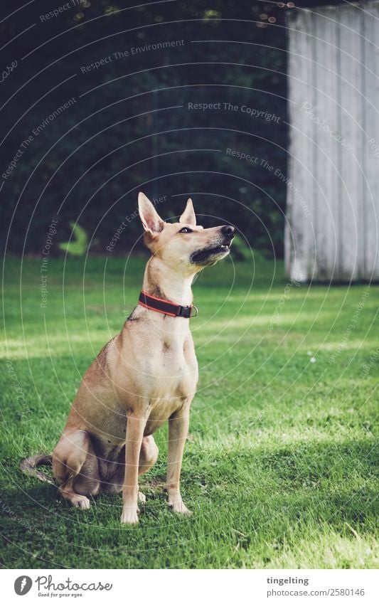 aufmerksam Tier Haustier Hund 1 warten gelb gold grün Fröhlichkeit Zufriedenheit achtsam Hundetraining Hundesport Wachsamkeit beobachten Hundeplatz Rasen Wiese