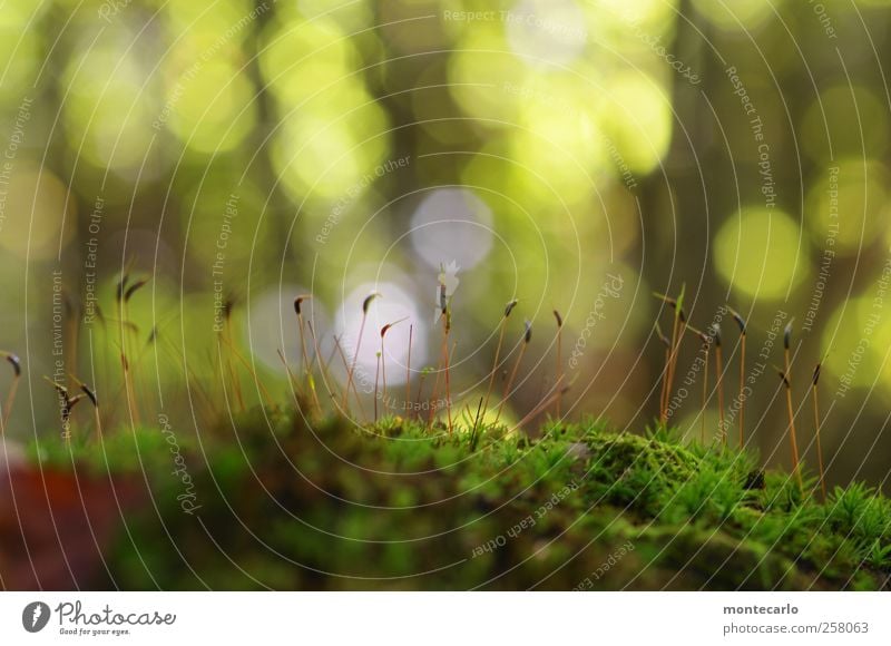 Moonlights Umwelt Natur Pflanze Sonne Herbst Wetter Schönes Wetter Gras Moos Blüte Grünpflanze Wildpflanze Wald Hügel außergewöhnlich authentisch elegant schön