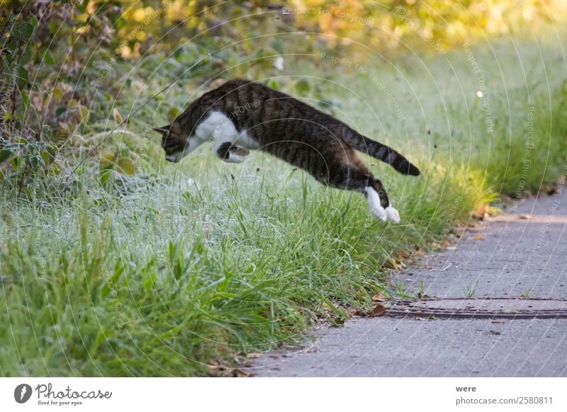 Cat on Mouse Hunt leaps in maturing covered grass Natur Tier Haustier Katze 1 fangen fliegen Fressen Jagd springen weich animal cat cat's hair copy space cuddly