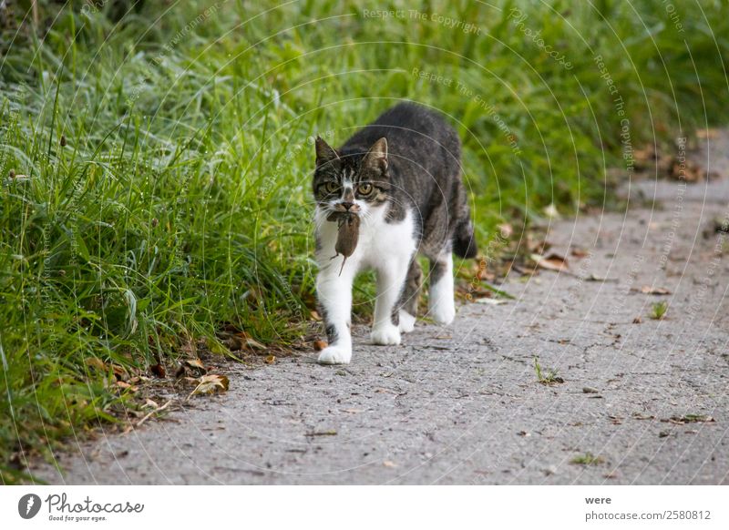 Cat carries a dead mouse in the mouth after the mouse hunt Natur Tier Haustier Totes Tier Katze Maus Fell Krallen 2 Essen fangen Fressen Jagd kämpfen weich