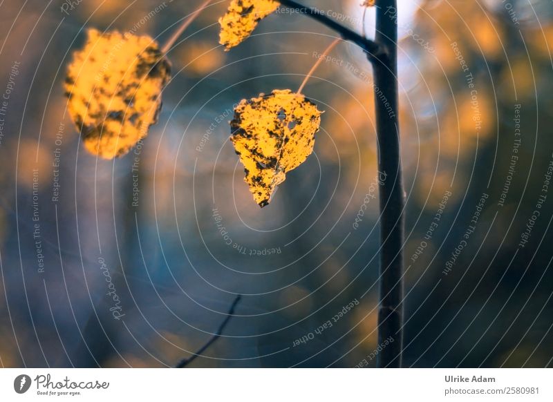 Herbstliches Laub Design Trauerkarte Trauerfeier Beerdigung Natur Pflanze Baum Blatt Wald dunkel Wärme weich blau braun gelb Traurigkeit Tod Vergänglichkeit