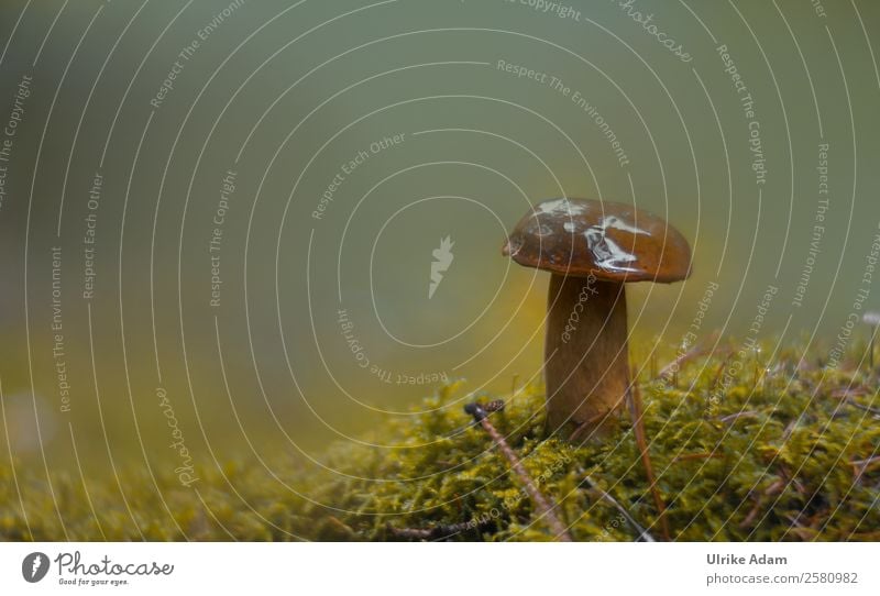 Steinpilz - Natur Gemüse Design Gesunde Ernährung Leben harmonisch Wohlgefühl Erholung ruhig Meditation Pflanze Herbst Moos Pilz Steinpilze Schwammpilz Wald