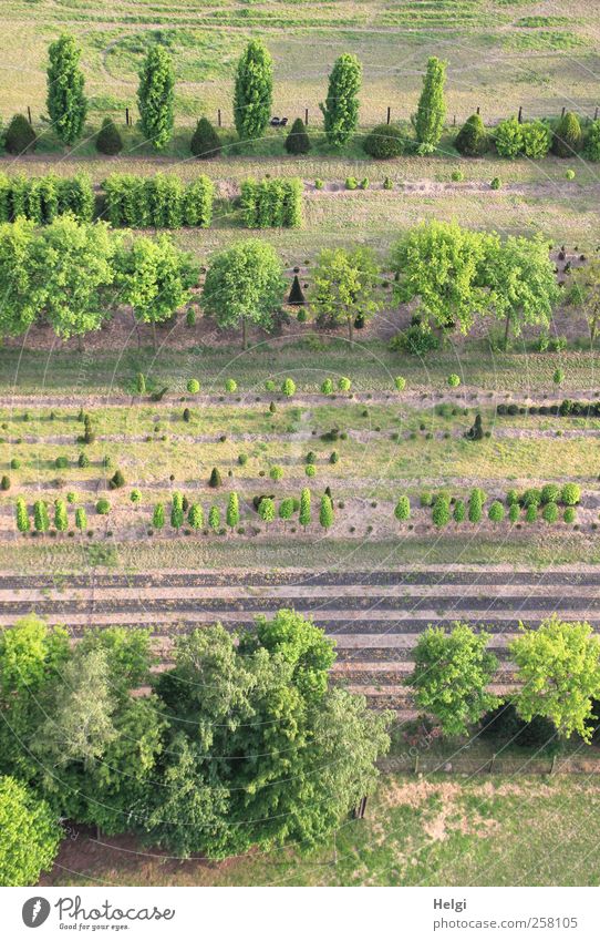 Nachwuchsförderung... Umwelt Natur Landschaft Pflanze Schönes Wetter Grünpflanze Nutzpflanze Feld stehen Wachstum ästhetisch authentisch außergewöhnlich frisch