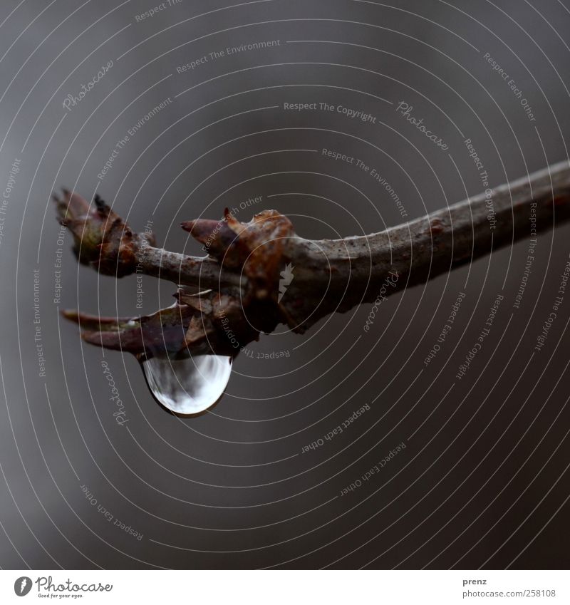 dropper Umwelt Natur Pflanze Klima Wetter schlechtes Wetter Sträucher grau weiß Tropfen Zweig Blütenknospen Reflexion & Spiegelung Ast Farbfoto Außenaufnahme