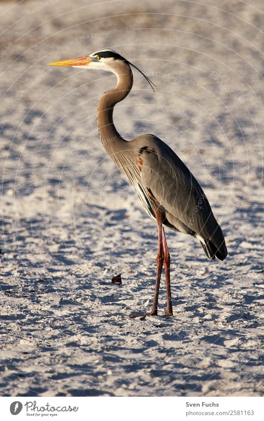 Graureiher (Ardea cinerea) im Abendlicht Strand Meer Natur Tier Wildtier Vogel 1 beobachten ästhetisch braun grau orange Reiher Florida USA Amerika