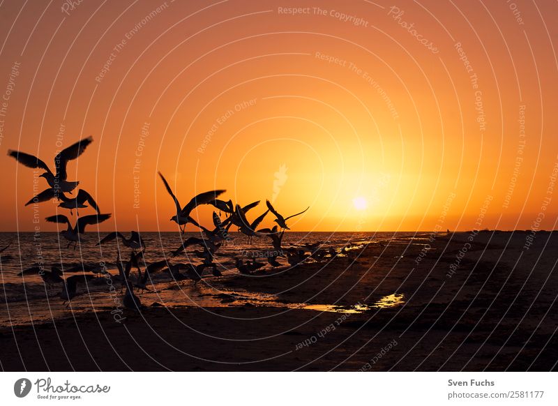 Vögel bei Sonnenuntergang am Strand ruhig Ferien & Urlaub & Reisen Sommer Meer Natur Landschaft Pflanze Tier Sand Wasser Wolken Horizont Sonnenaufgang Vogel