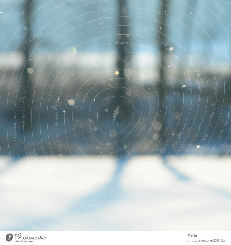 Es schneit Umwelt Natur Luft Winter Schnee Schneefall Baum Baumstamm fallen glänzend kalt natürlich blau Klima ruhig Zeit Schneeflocke Farbfoto Außenaufnahme