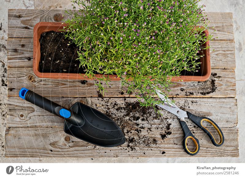 Draufsicht auf die Gartenarbeit und die Pflanze Topf Stil Sommer Dekoration & Verzierung Tisch Arbeit & Erwerbstätigkeit Werkzeug Schere Natur Erde Herbst Blume