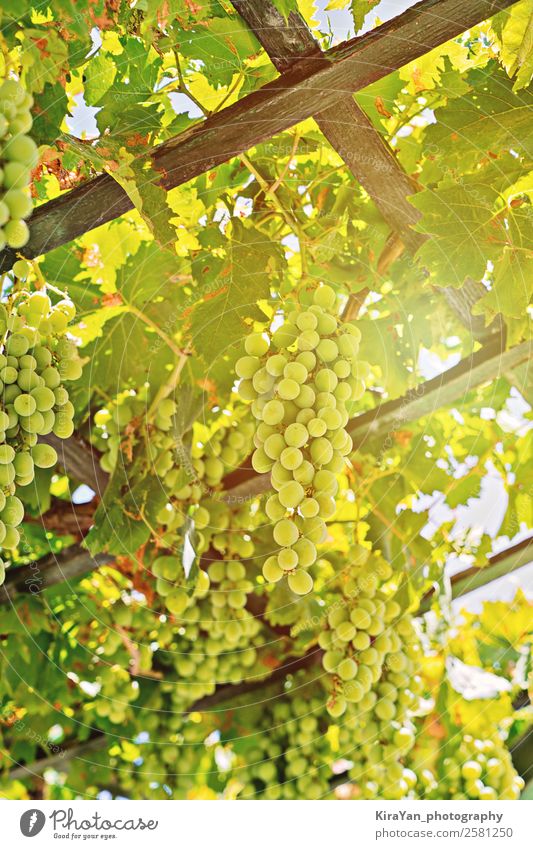 Nahaufnahme einer frischen Traube weißer Trauben auf dem Feld Frucht Sommer Sonne Natur Pflanze Herbst Baum Blatt Wachstum natürlich grün rot Tradition