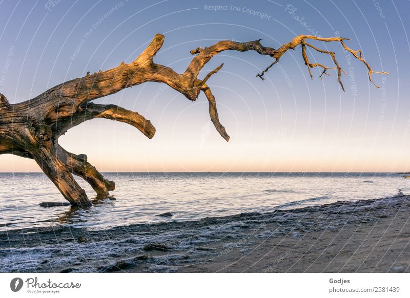 alter, verwitterter Baum im Wasser Natur Pflanze Wolkenloser Himmel Horizont Winter Schönes Wetter Schnee Küste Strand Vorpommersche Boddenlandschaft liegen