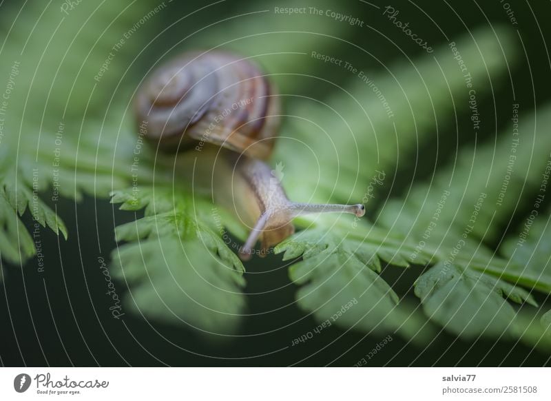 Augen voraus Umwelt Natur Pflanze Tier Farn Blatt Schnecke Weichtier 1 Wege & Pfade Werbung Ziel Fühler langsam krabbeln Kontrast berühren Farbfoto