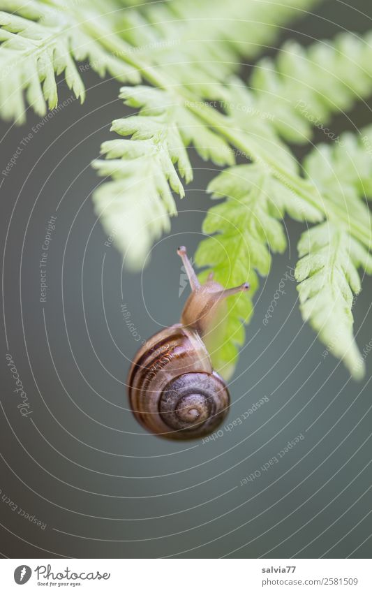 Häuschenschnecke kriecht  an Farnblatt hoch Schnecke Schneckenhaus schnirkelschnecke Fühler kriechen Klettern zart langsam mühevoll Tier Natur Makroaufnahme