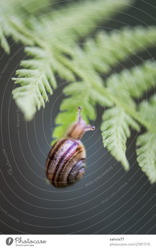 Schnecken-Klimmzug Natur Pflanze Farn Blatt Wildpflanze Wald Tier Hainbänderschnecke 1 hängen klein grau grün schwarz Geschwindigkeit Mobilität Wege & Pfade