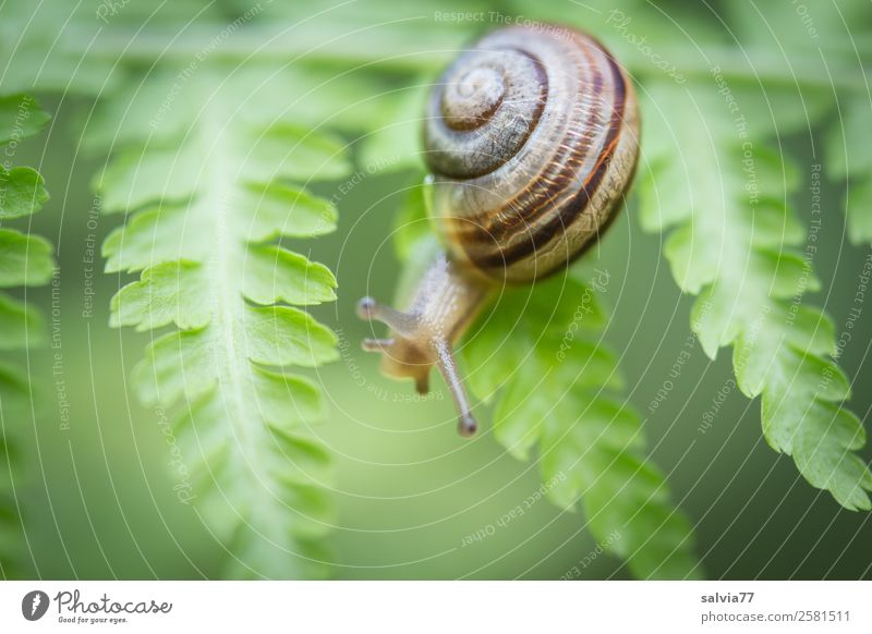 zwischen Farnblättern Natur Pflanze Blatt Grünpflanze Wildpflanze Tier Schnecke 1 natürlich grün Wege & Pfade Klettern Strukturen & Formen Fühler krabbeln