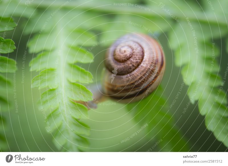 zwischen Farnblättern Umwelt Natur Pflanze Blatt Grünpflanze Wildpflanze Tier Schnecke 1 Schutz Symmetrie Wege & Pfade krabbeln Spirale Kontrast