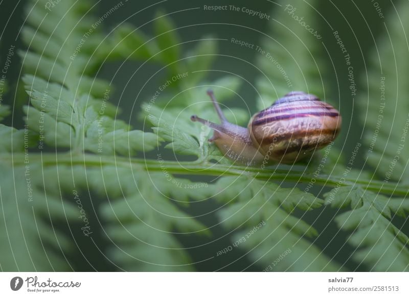 Aus dem Häuschen Natur Pflanze Tier Blatt Wildpflanze Echte Farne Wald Schnecke Weichtier Schneckenhaus klein natürlich schleimig braun grün Mobilität Schutz