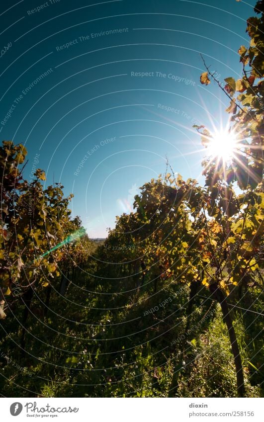 always look on the bright side of life! Wein Sekt Prosecco Champagner Landwirtschaft Forstwirtschaft Winzer Umwelt Natur Landschaft Pflanze Himmel