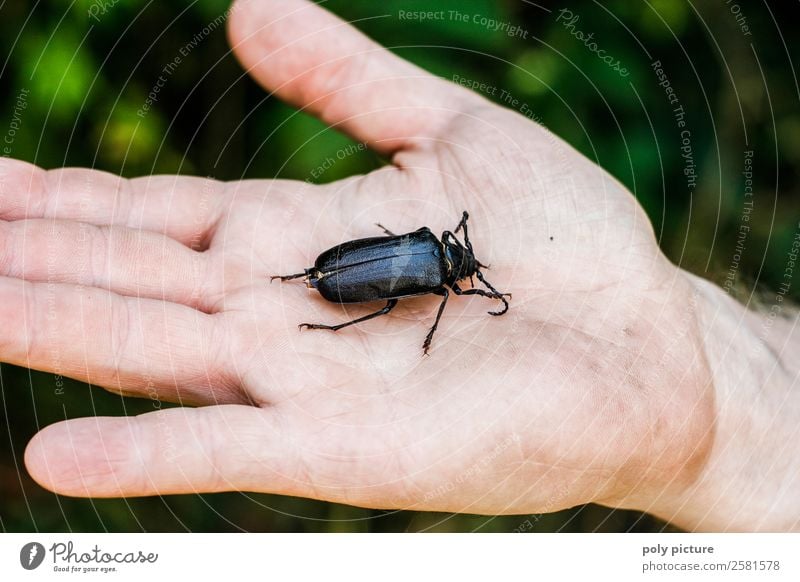 Dicker Käfer auf der Hand! Leben 18-30 Jahre Jugendliche Erwachsene 30-45 Jahre Umwelt Natur Tier Frühling Sommer Herbst Garten Park Feld Wildtier Bildung