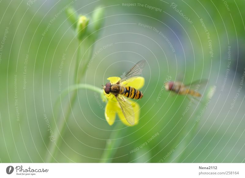 "Meins!" Natur Pflanze Tier Frühling Sommer Blüte Garten Wiese Feld Fliege Biene Flügel 2 fliegen gelb Schweben Schwebfliege frei gestreift Sumpf-Dotterblumen