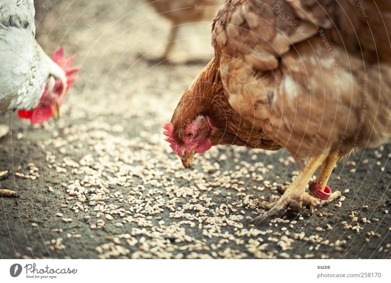 Vollkorn Bioprodukte Landwirtschaft Forstwirtschaft Tier Nutztier Tiergruppe Fressen füttern authentisch braun Verantwortung Haushuhn Viehzucht Federvieh