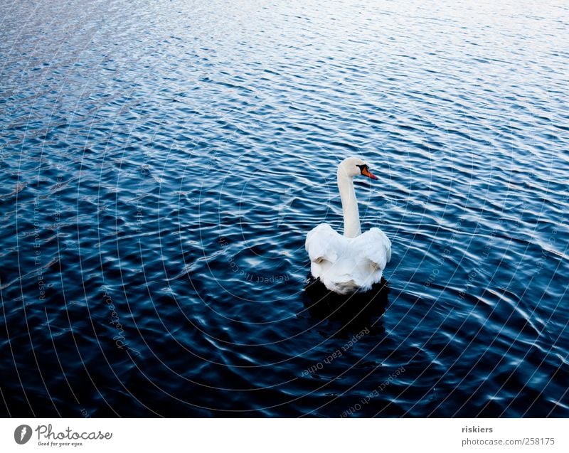 never look back Natur Wasser See Tier Wildtier Schwan 1 beobachten Schwimmen & Baden ästhetisch elegant blau weiß achtsam Wachsamkeit ruhig Einsamkeit