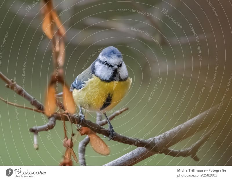 Blaumeise im Herbst Natur Tier Sonnenlicht Baum Blatt Herbstlaub Äste Zweige u. Äste Wildtier Vogel Tiergesicht Flügel Krallen Meisen Auge 1 beobachten leuchten