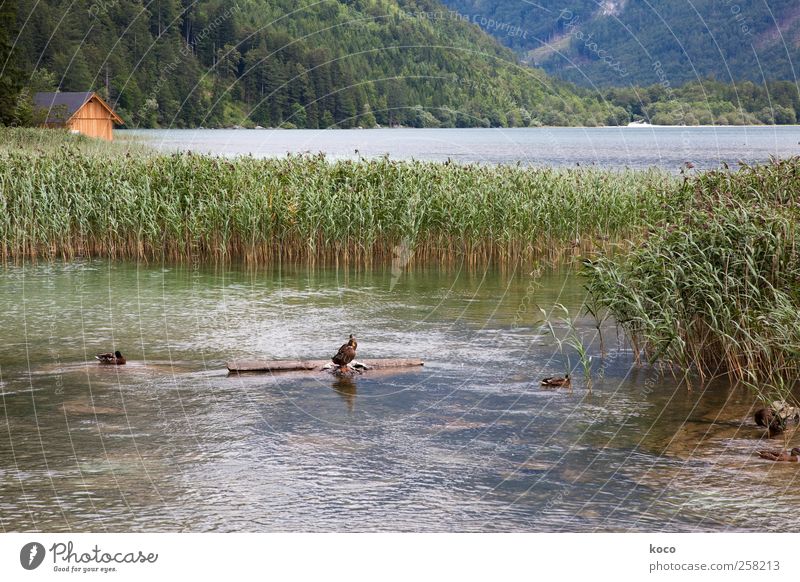 Hütte am See Natur Landschaft Wasser Schönes Wetter Schilfrohr Wald Wellen Küste Seeufer Bucht Ente 3 Tier Holz Schwimmen & Baden Flüssigkeit nass natürlich