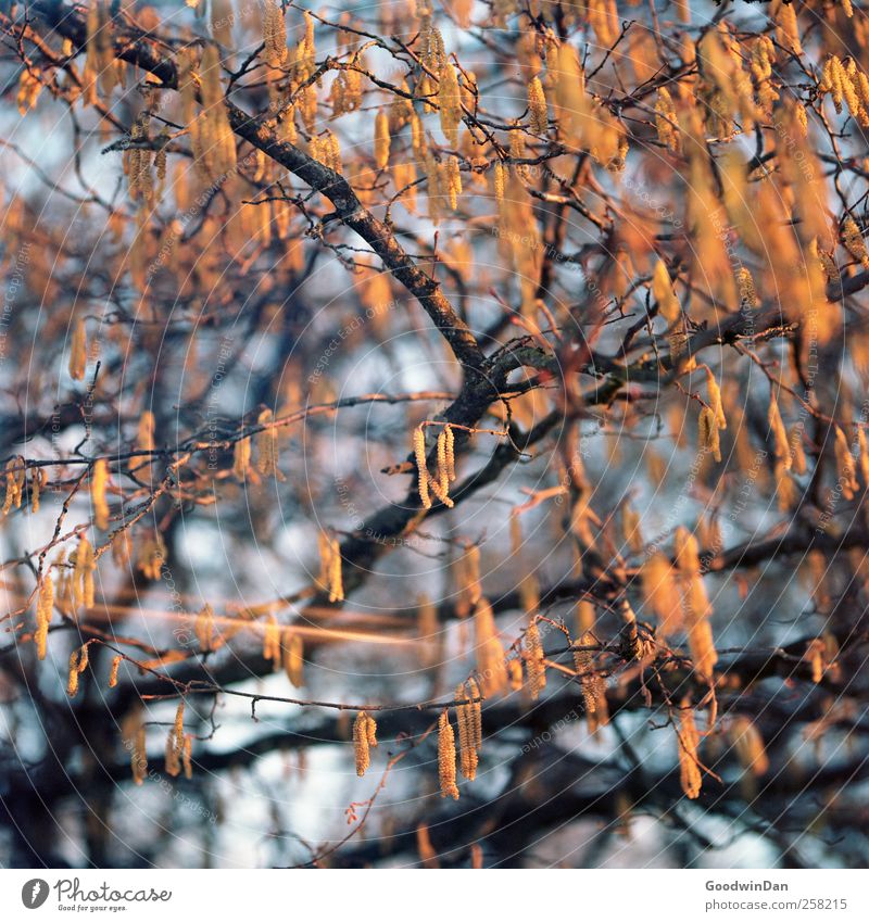 Focus. Umwelt Natur Pflanze Baum Park hell klein schön viele verrückt Farbfoto Außenaufnahme Menschenleer Tag Licht Schwache Tiefenschärfe Totale