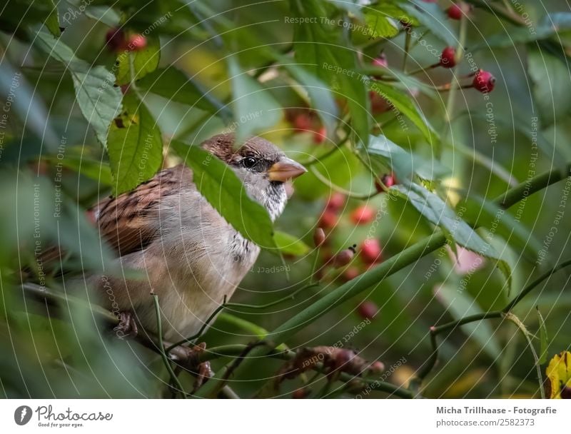 Spatz im Hagebuttenstrauch Natur Tier Sonnenlicht Schönes Wetter Sträucher Blatt Wildtier Vogel Tiergesicht Flügel Krallen Sperlingsvögel Schnabel 1 beobachten