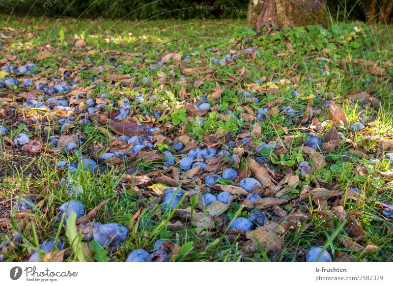 Zwetschgen im Gras Frucht Bioprodukte Gesunde Ernährung Garten Gartenarbeit Landwirtschaft Forstwirtschaft Herbst Pflanze Baum Blatt liegen dreckig natürlich